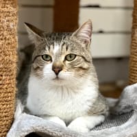 Yakko, chat à adopter