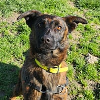 REX, chien à adopter