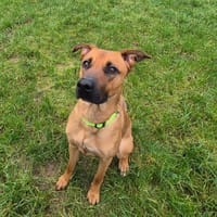 LIVIA, chienne à adopter