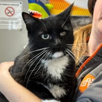 FELIX, chat à adopter