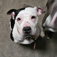 PINUP OF ATOMIX DOG, chienne à adopter