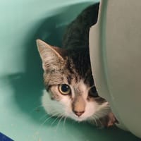 DRAGSTER, chatte à adopter