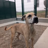 NAYA, chienne à adopter