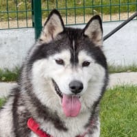 ROSKA, chienne à adopter