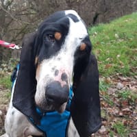 Pumba, chien à adopter