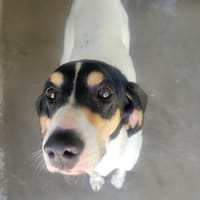 Georges Alain, chien à adopter