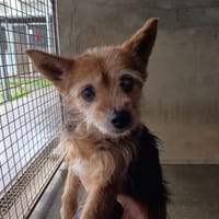 HENIA, chienne à adopter