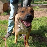 Dasti, chien à adopter