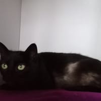 Baguera, chatte à adopter