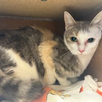 Vénus, chatte à adopter