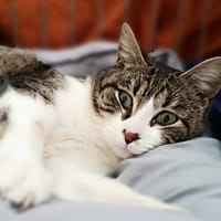 Bubbio, chat à adopter