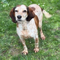 Shérazade CAA14924, chienne à adopter