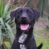 NOX, chien à adopter