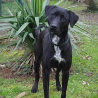 NOX, chien à adopter