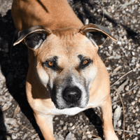 magic brown des gardiennes de sirius, chienne à adopter