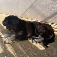 Nana, chienne à adopter