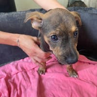 MYSTHERBE, chienne à adopter