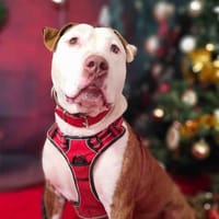 ROBERT VAA, chien à adopter