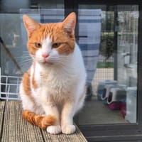 Potté, chat à adopter