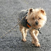 HYONA, chienne à adopter