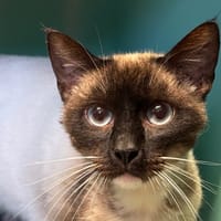 Bubblegum, chat à adopter