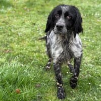 Phoenix CAA14925, chien à adopter