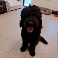 Kakou, chien à adopter