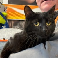 MOKA, chatte à adopter