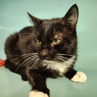 LEONARD, chat à adopter