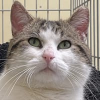 Roddi, chat à adopter