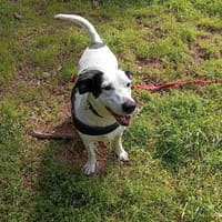 Anthéa, chienne à adopter