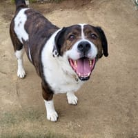 snow, chien à adopter