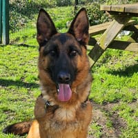 VANILLA, chienne à adopter