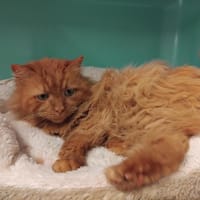 Briochon PAB28567, chat à adopter