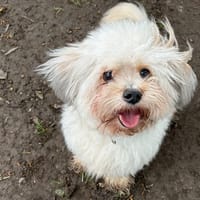 BIMGO, chien à adopter