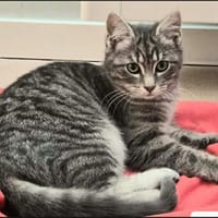 APPLE, chatte à adopter