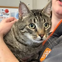 DONALD, chat à adopter