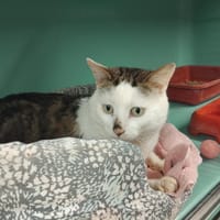 Bretzel PAB28569, chat à adopter