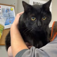 MEGOT, chat à adopter