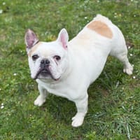 Oward CAA14923, chien à adopter