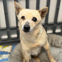 Danette CAA14922, chienne à adopter