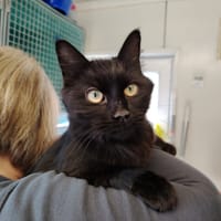 EPHYRA (PROMISE), chatte à adopter