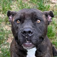 Athena, chienne à adopter