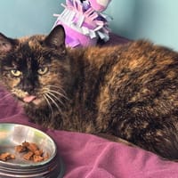 ENIGME, chatte à adopter