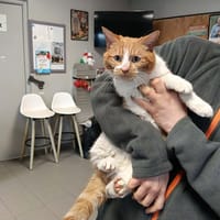 GRINCHEUX, chat à adopter