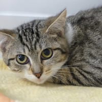 MARION, chatte à adopter