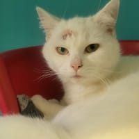 Charlie, chatte à adopter