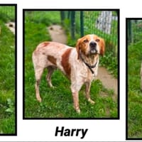 HARRY, chien à adopter