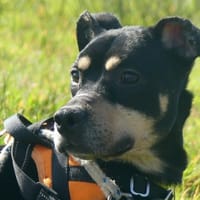 ROX, chien à adopter