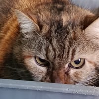 MISTINGUETTE, chatte à adopter